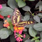 Tourist Tuesday: Sensational Butterflies