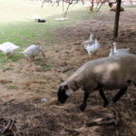 Tourist Tuesday: Hackney City Farm